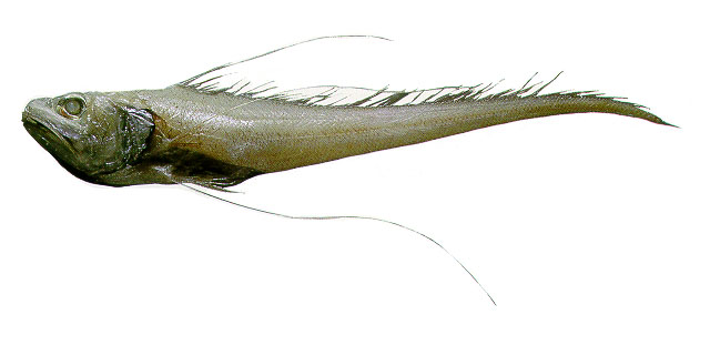 Gadomus longifilis