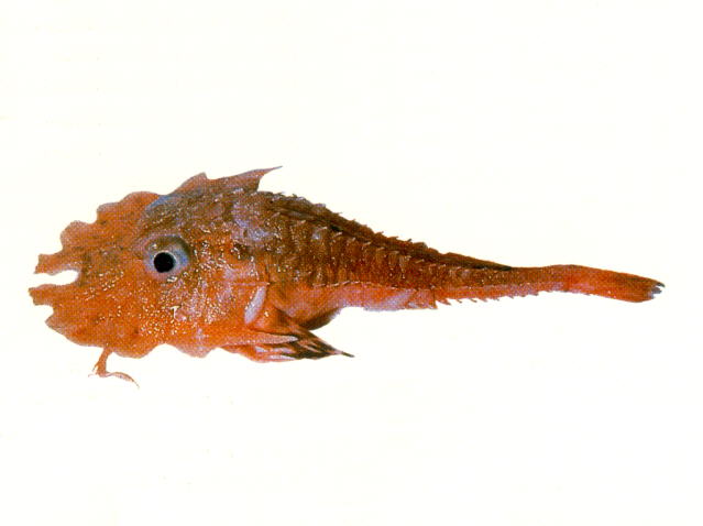 Gargariscus prionocephalus