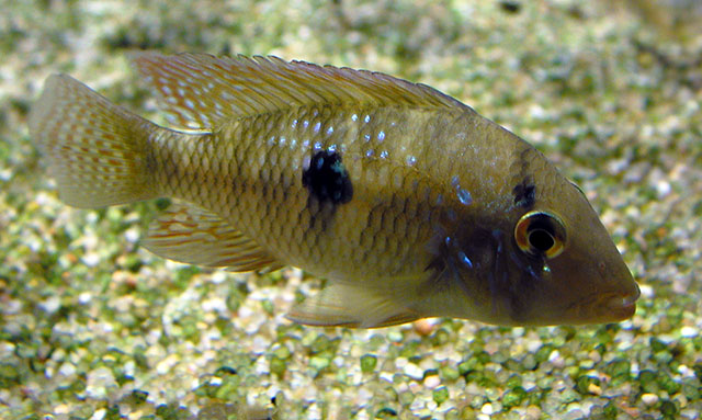 Geophagus obscurus