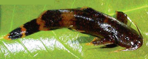 Glyptothorax malabarensis