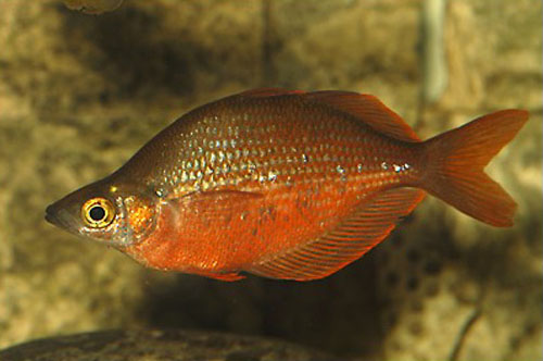 Tami River rainbowfish