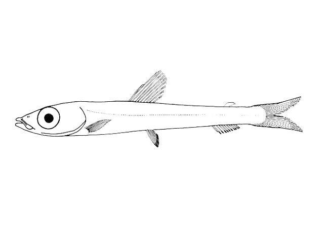 Glossanodon pygmaeus