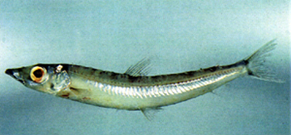 Glossanodon semifasciatus