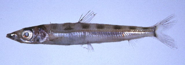Glossanodon semifasciatus