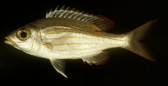 Gnathodentex aureolineatus