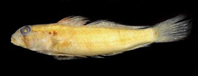 Gnatholepis caudimaculata
