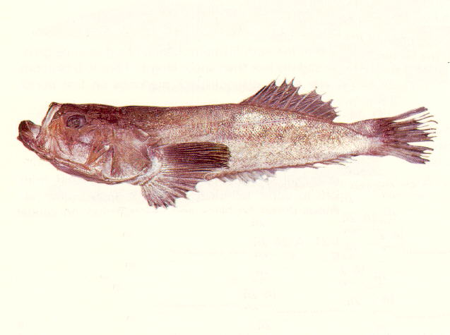Xenocephalus elongatus