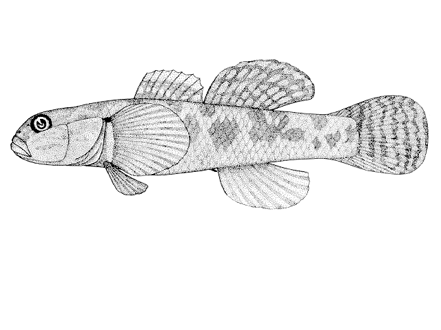 Gobiomorphus basalis