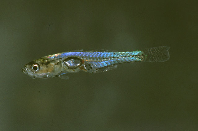 Gobiopterus brachypterus