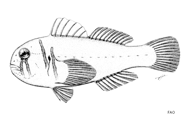 Gobiodon citrinus