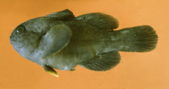 Gobiodon citrinus