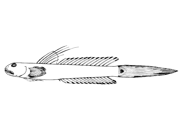 Gobionellus oceanicus