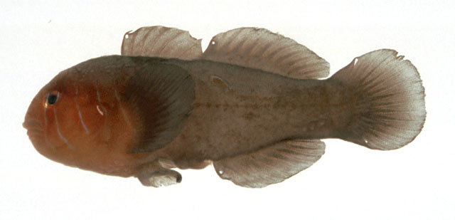 Gobiodon quinquestrigatus