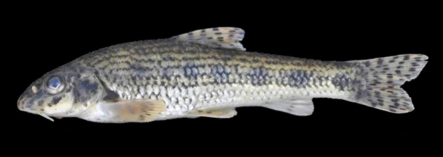 Gobio sakaryaensis