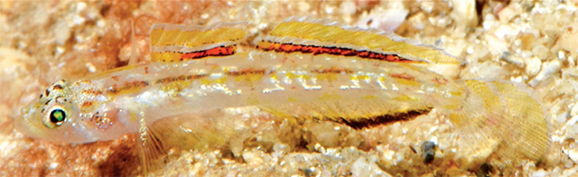 Grallenia dimorpha