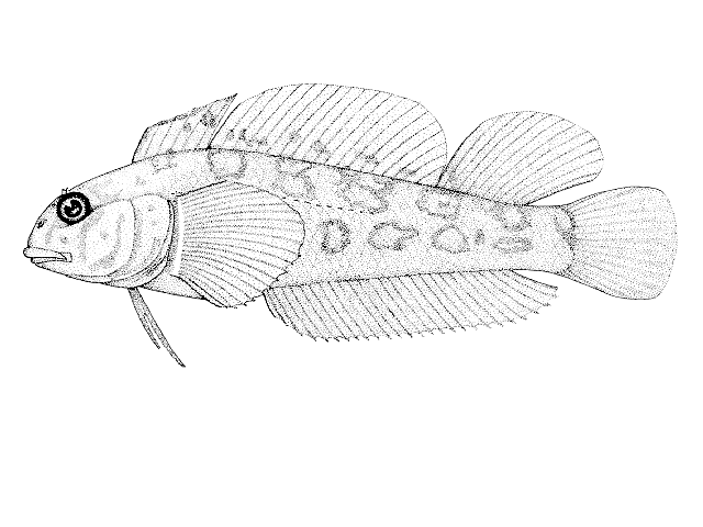 Forsterygion nigripenne