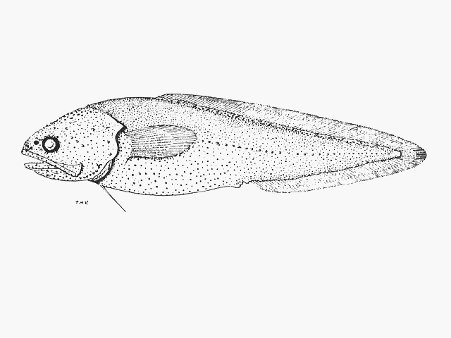 Grammonus opisthodon