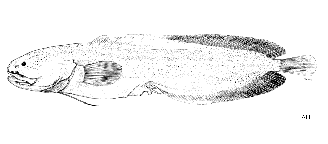 Gunterichthys longipenis
