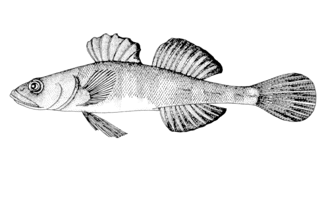 Gymnogobius castaneus