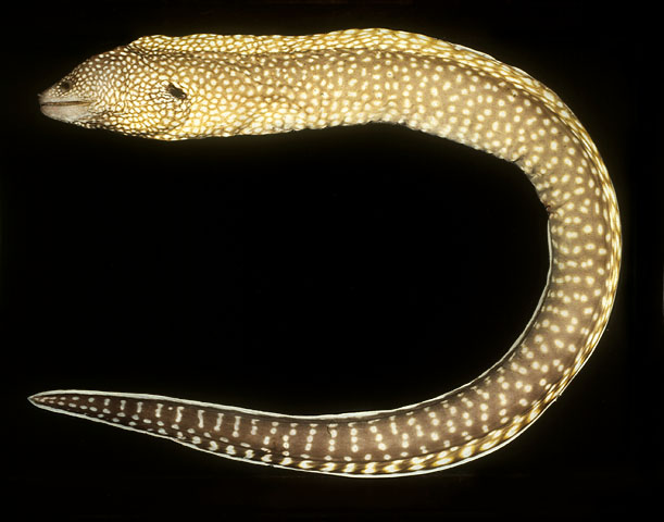 Gymnothorax elegans