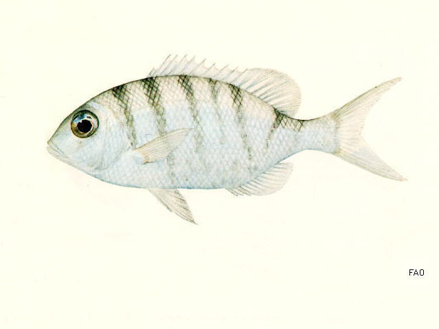 Gymnocranius elongatus
