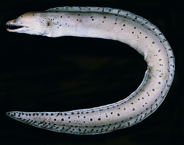 Gymnothorax fimbriatus