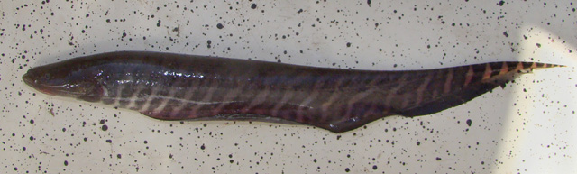 Gymnotus paraguensis