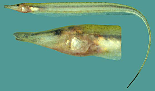 Gymnorhamphichthys rondoni