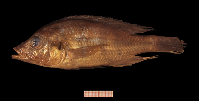 Haplochromis aelocephalus