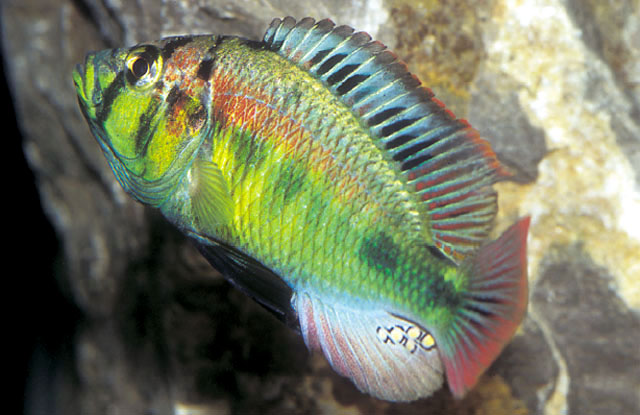 Haplochromis aeneocolor