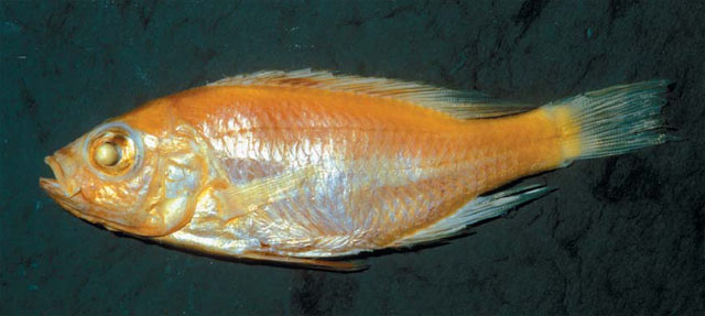 Haplochromis eduardii