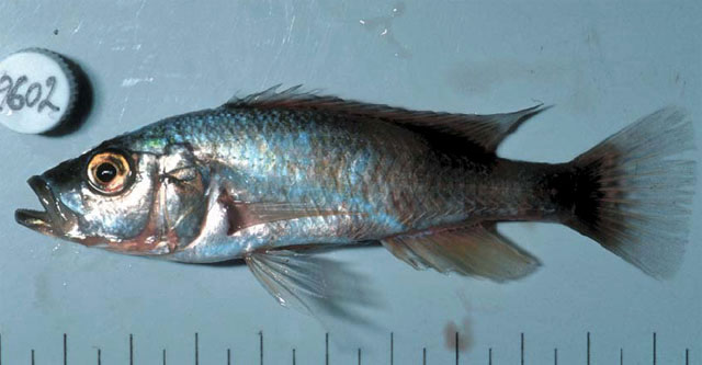 Haplochromis exspectatus
