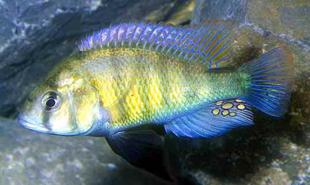 Haplochromis ishmaeli