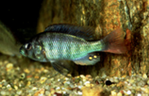 Haplochromis limax