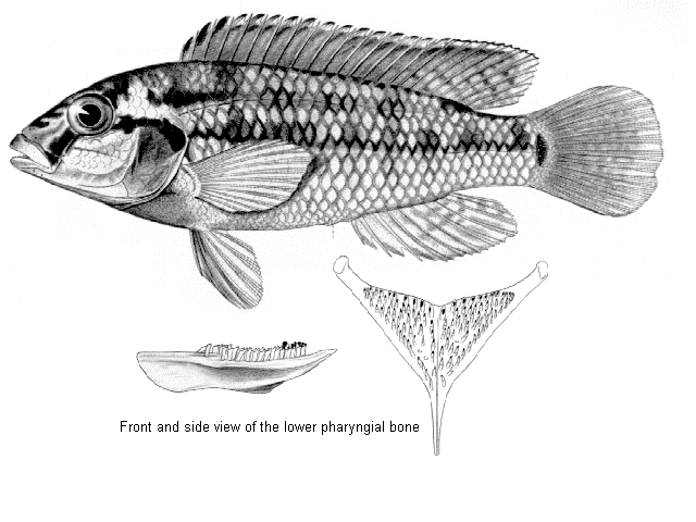 Orthochromis machadoi