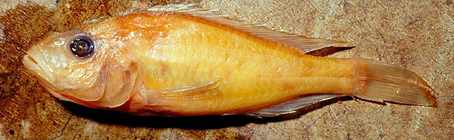Haplochromis macconneli