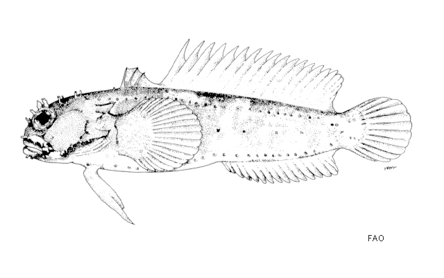 Halophryne queenslandiae