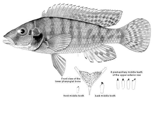 Thoracochromis schwetzi