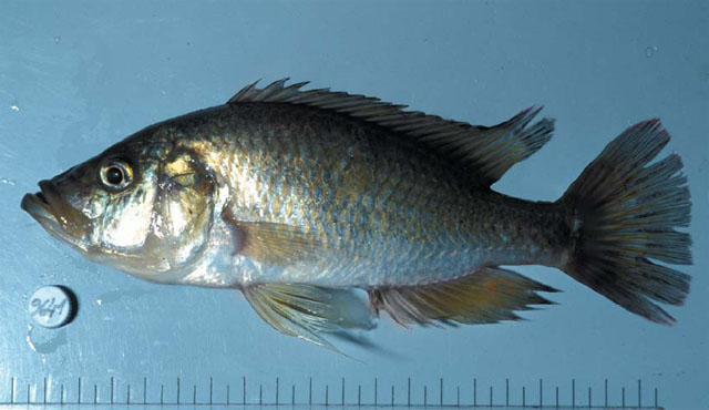 Haplochromis squamipinnis