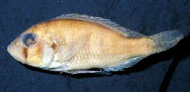 Haplochromis turkanae