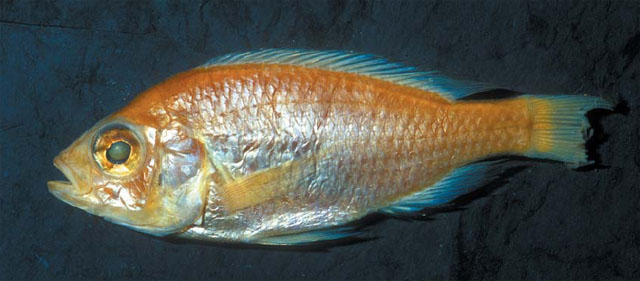 Haplochromis vicarius