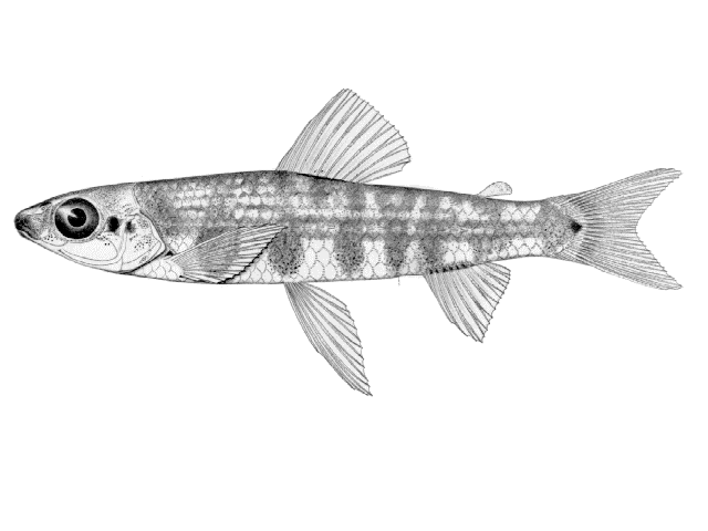 Nannocharax angolensis