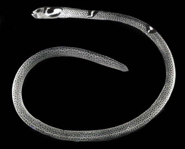 Heteroconger cobra