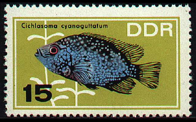 Herichthys cyanoguttatus