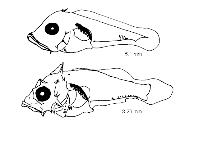 Helicolenus dactylopterus