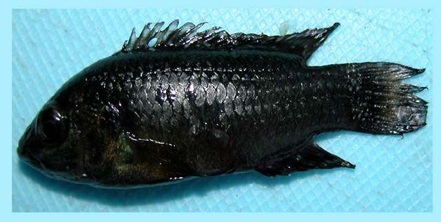 Rubricatochromis exsul