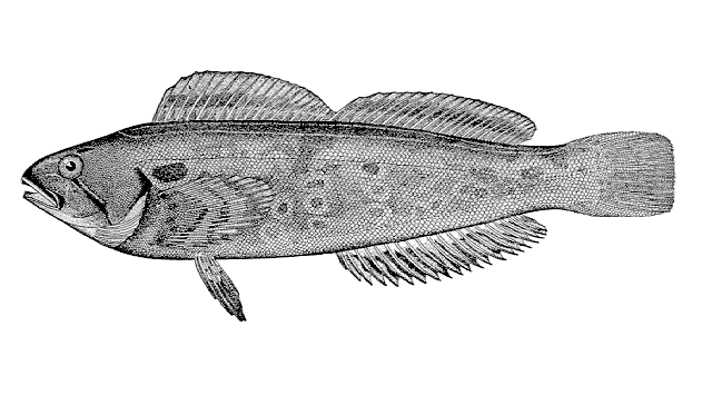 Hexagrammos lagocephalus