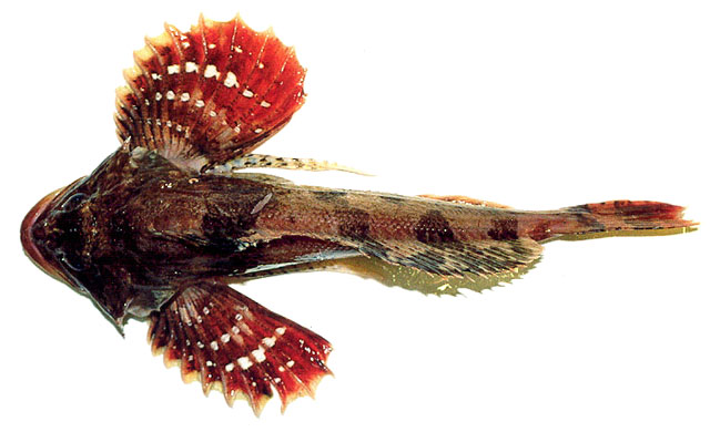 Hemilepidotus papilio