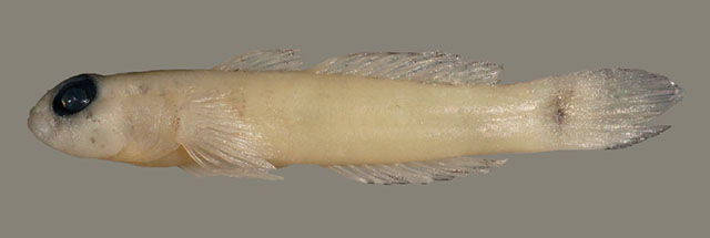Hetereleotris psammophila