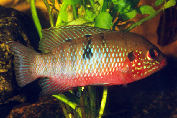 Rubricatochromis stellifer